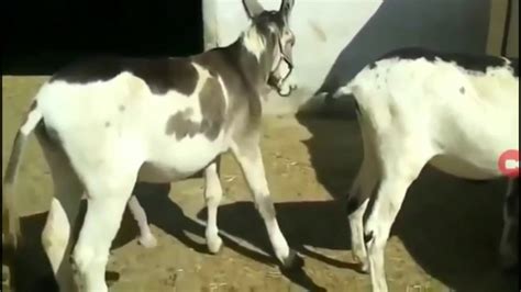 Video De Animais Acasalando