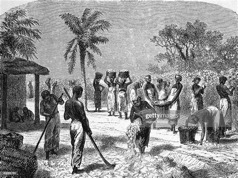 German Engraving Shows Slaves As They Harvest And Process Cotton On A