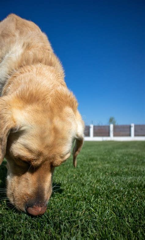 Vertical Shot Of A Cute Golden Dog On A Grass Covered Field Under The