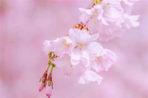 Japanese Cherry Tree Spring Branch Blossom Bloom Pink Flowers