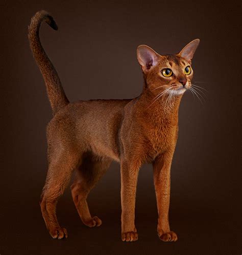 Абиссинская кошка — Abyssinian Cat Aby Shorthair Котомир