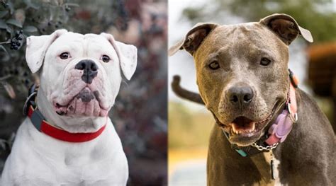 American Bulldog Pitbull Terrier Breed Comparison Vlrengbr