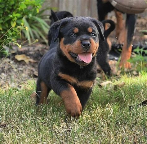 A miniature rottweiler is an adorable idea, but is it actually real? Rottweiler Puppies For Sale | New York, NY #330596