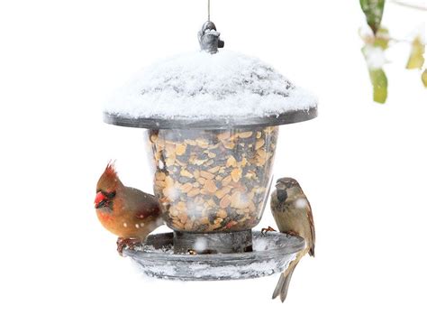 Winter Bird Feeding Tips