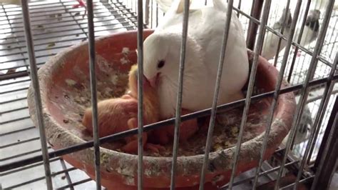 Snow Dove Pigeon Daddy Feeding His Babies Youtube