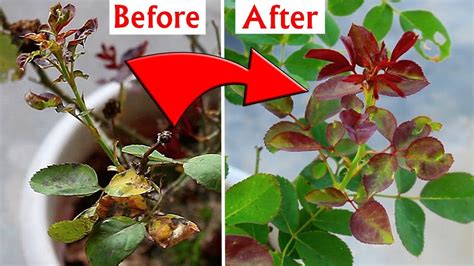 Do These To Treat Rose Leaf Curl And Burn Disease Youtube