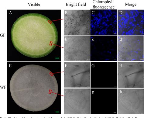 Figure From Comparative Transcriptome Analysis Identifies Genes