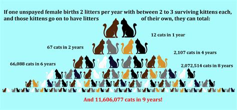 Number Of Cat Litters Per Year Anna Blog