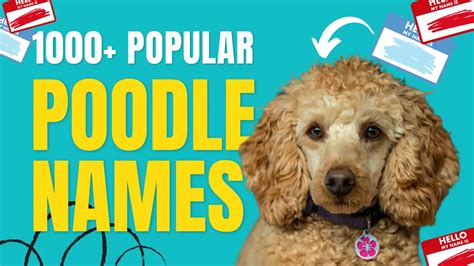1000 Popular Poodle Names Poodlehq