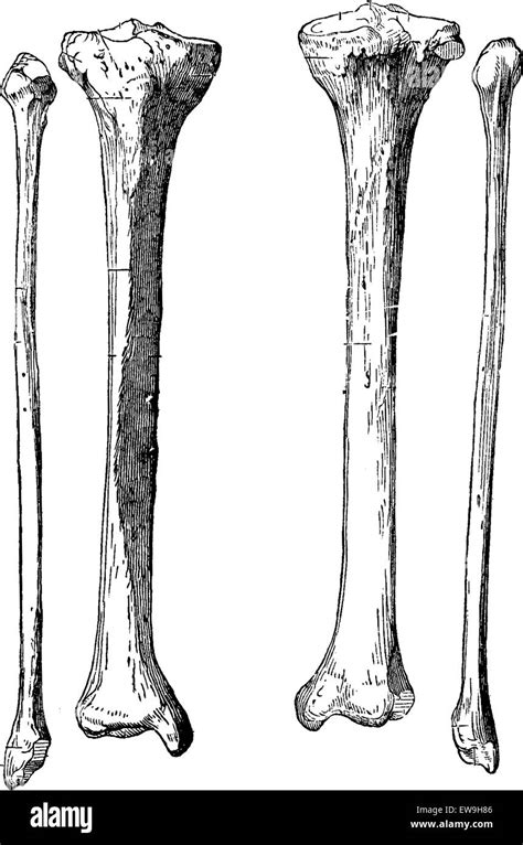 Leg Bones Tibia And Fibula Vintage Engraved Illustration Usual