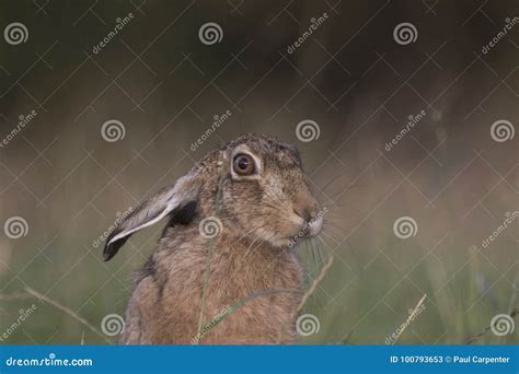 European Brown Hare Portraits At Sunrise Stock Image Image Of Eagle