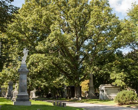 Check spelling or type a new query. QUERCUS MACROCARPA - OAK, BUR - Woodlawn Cemetery ...