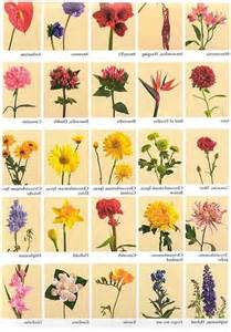 Photos And Names Of Different Flowers