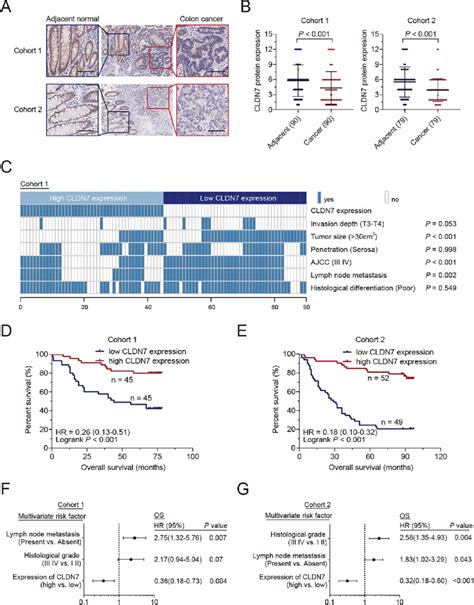 Low Cldn7 Expression Is Associated With Poor Prognosis In Human Crc