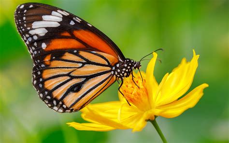Monarch Butterfly On A Yellow Flower Wallpapers Full Hd 2560x1600 615