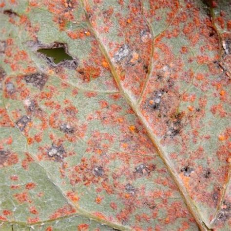 Rust Fungus Controlling And Preventing Infection The Seed Collection