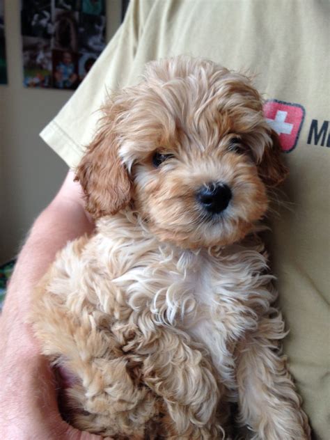 We did not find results for: Beautiful Cavapoo Puppy | Chester, Cheshire | Pets4Homes