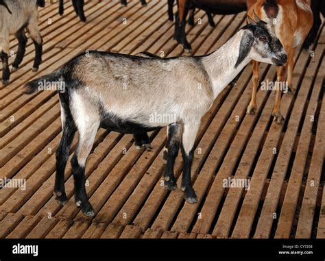 Goat In The Animal Farms Stock Photo Alamy