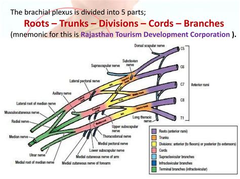 Solution Brachial Plexus Brachial Plexus Studypool