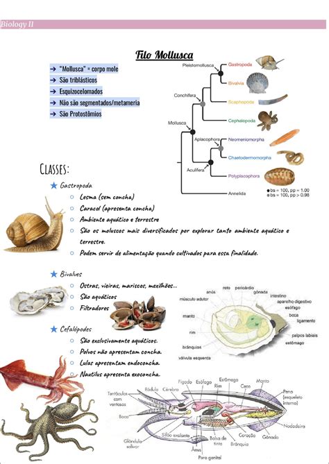 Mapas Mentais Sobre Moluscos Study Maps