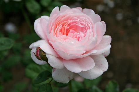 Filepink Rose 1