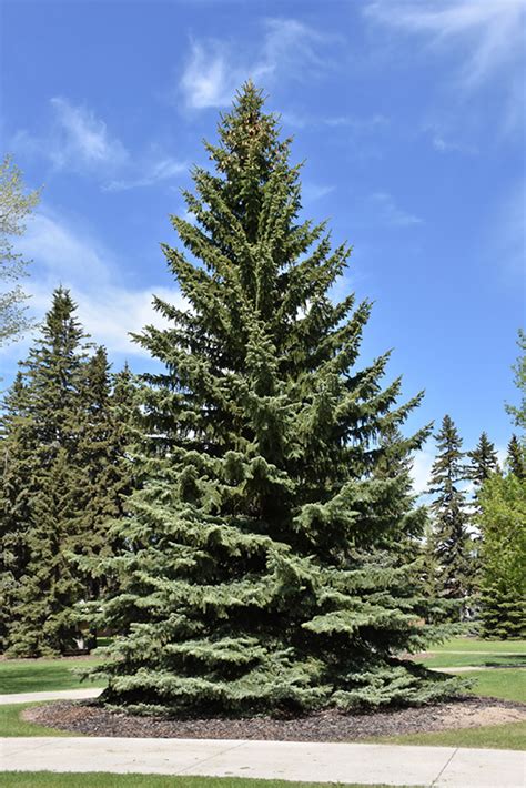 Blue Colorado Spruce Picea Pungens Var Glauca In