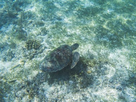 Sea Turtle Underwater Closeup Green Sea Turtle Closeup Endangered