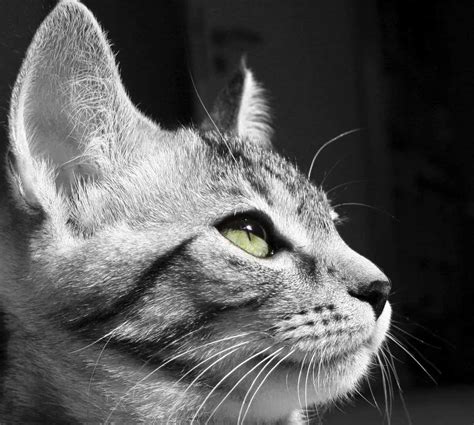 We've researched the best cat food brands to ensure your cat gets the nutrients it needs. BarkBox for Cats? Monthly Subscription Boxes for Cats