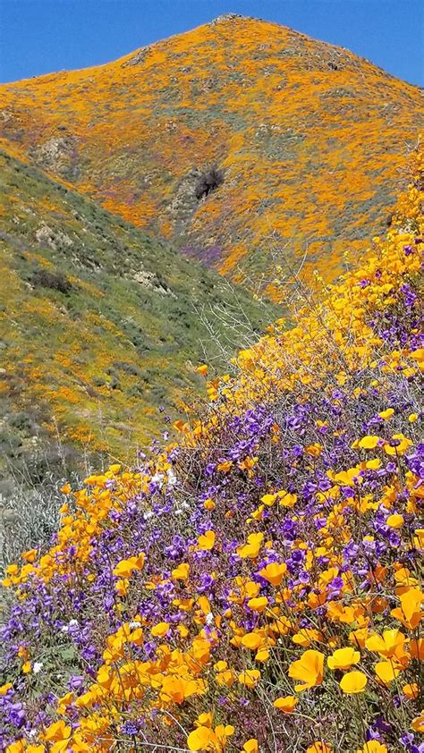 Desert Wildflower Reports For Southern California By Desertusa Nature