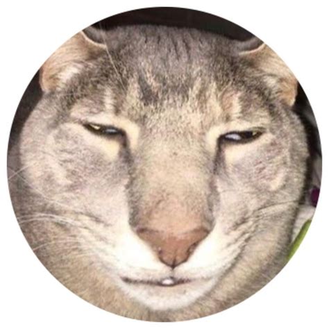 Cool Edgy Tiktok Round Icon Pfp Cute Sleepy Cat Aesthetic Y2k Profile