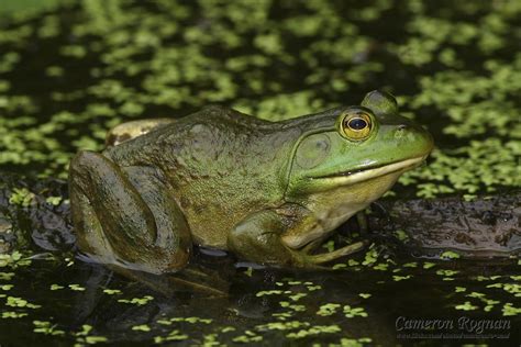 Red Cliffs Desert Reserve American Bullfrog Rana Catesbeiana