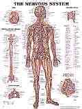 Labeling Anatomical Body Parts