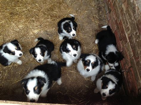 We did not find results for: Border Collie Puppies, Photos, Breed Information, Training