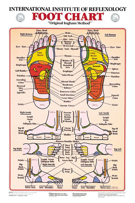 Reflexology Foot Chart 8x11