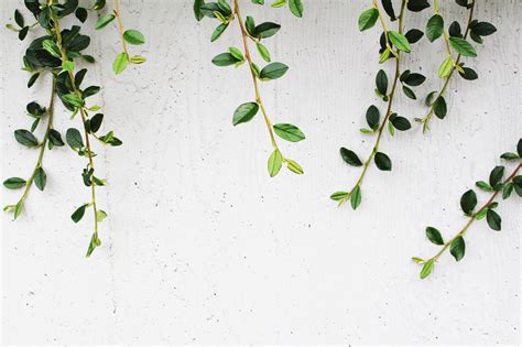 Plant Desktop Wallpapers Wallpaper Cave