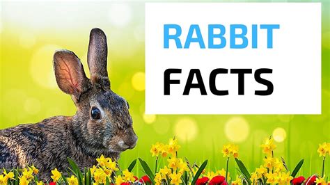 Bunny Rabbit Facts Youtube