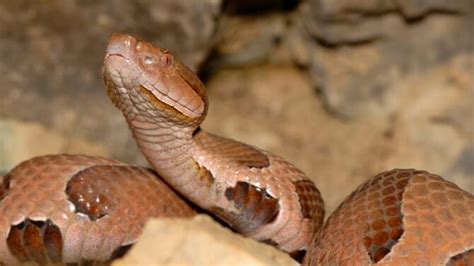 10 Most Dangerous Animals In Missouri That Are Deadly