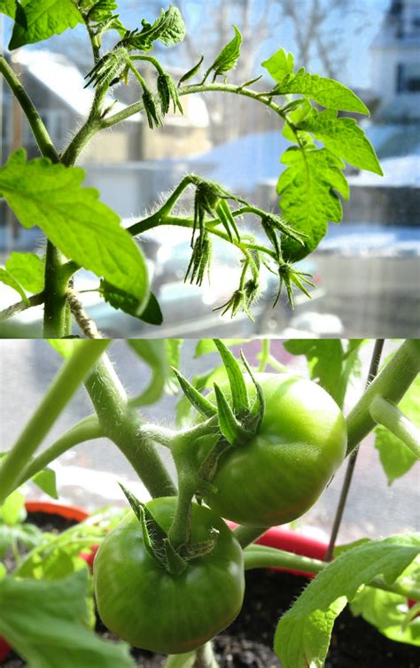When we first started growing tomatoes it was very confusing to me. Looks like I hit peak output at the 4th level cluster w/ 7 ...