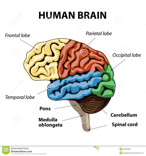 This Is A Picture Of The Human Brain That Shows The Part Of The Frontal