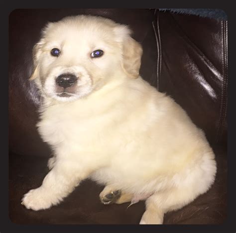 Why buy a golden retriever puppy for sale if you can adopt and save a life? AKC Golden Pups - Golden Retriever Puppies New Hampshire
