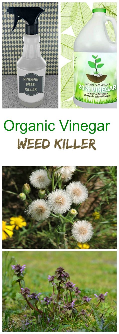 Vinegar Weed Killer Killing Weeds The Organic Way