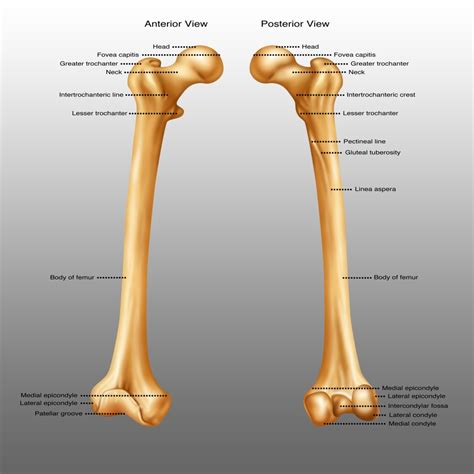 Femur Anterior And Posterior View Poster Print By Gwen Shockeyscience