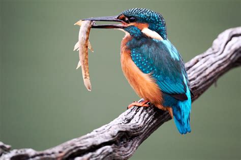 Funny Picture Clip Kingfishers Photos Images And