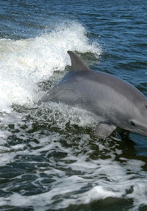 Dolphin Sounds Soundboard