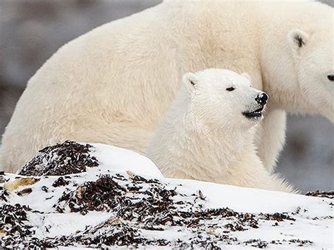 How Often Do Polar Bears Have Cubs Polar Bear Giving Birth Polar