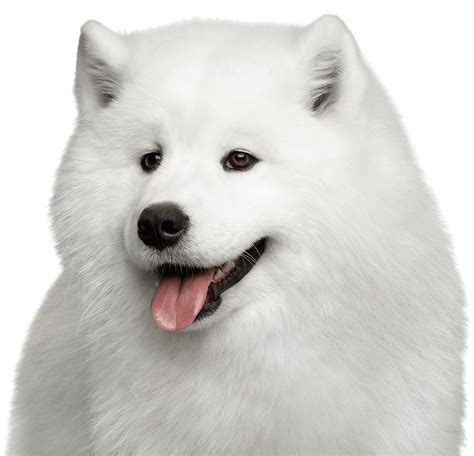 Samoyed Dog Download Free Png Png Play