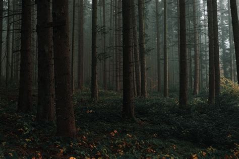 Destination Of The Day Moody Black Forest Germany 6000x4000 Oc