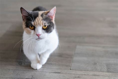 18 Facts About Munchkin Cats Cat World