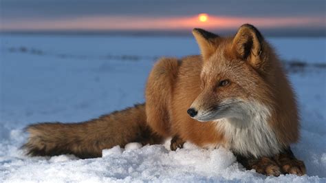 1186 Fox Hd Wallpapers Background Images Wallpaper Abyss