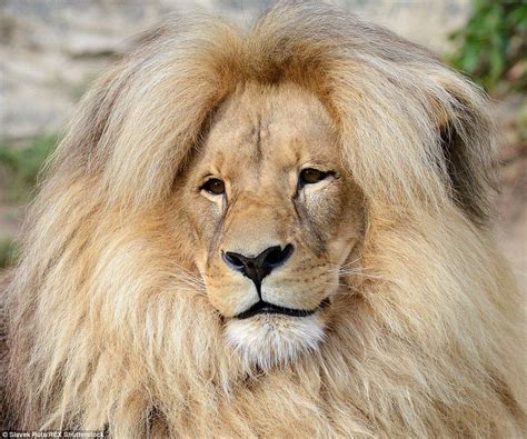 Lions Bouffant Style Hair Makes It The Mane Attraction Lions Animal